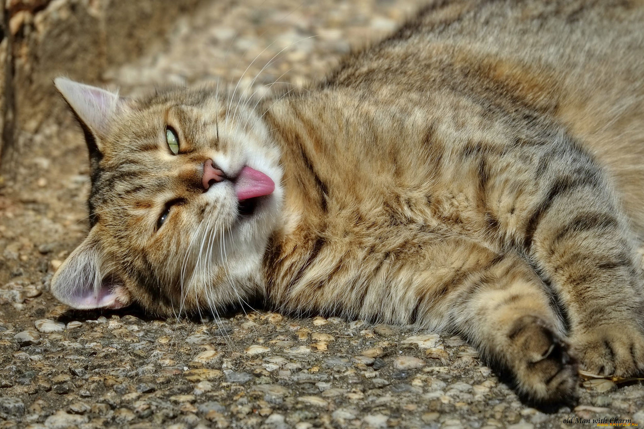 Спать с высунутым языком. Коты. Кот Лежебока. Котики смешные. Кот на расслабоне.